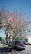 Hibiscus tree